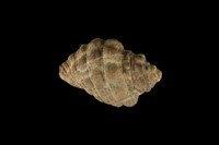 藏品(蚵岩螺)的圖片